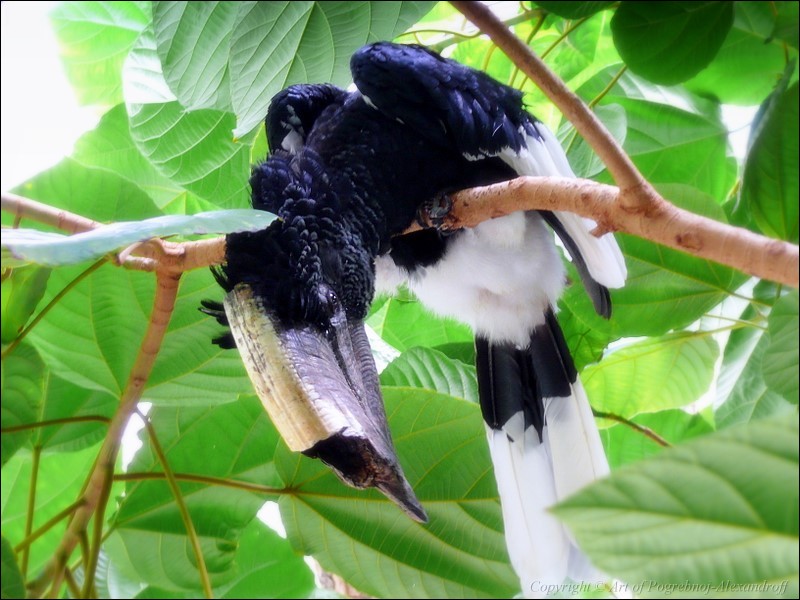 Black-and-white-casqued Hornbill (Bycanistes subcylindricus) - Wiki; DISPLAY FULL IMAGE.