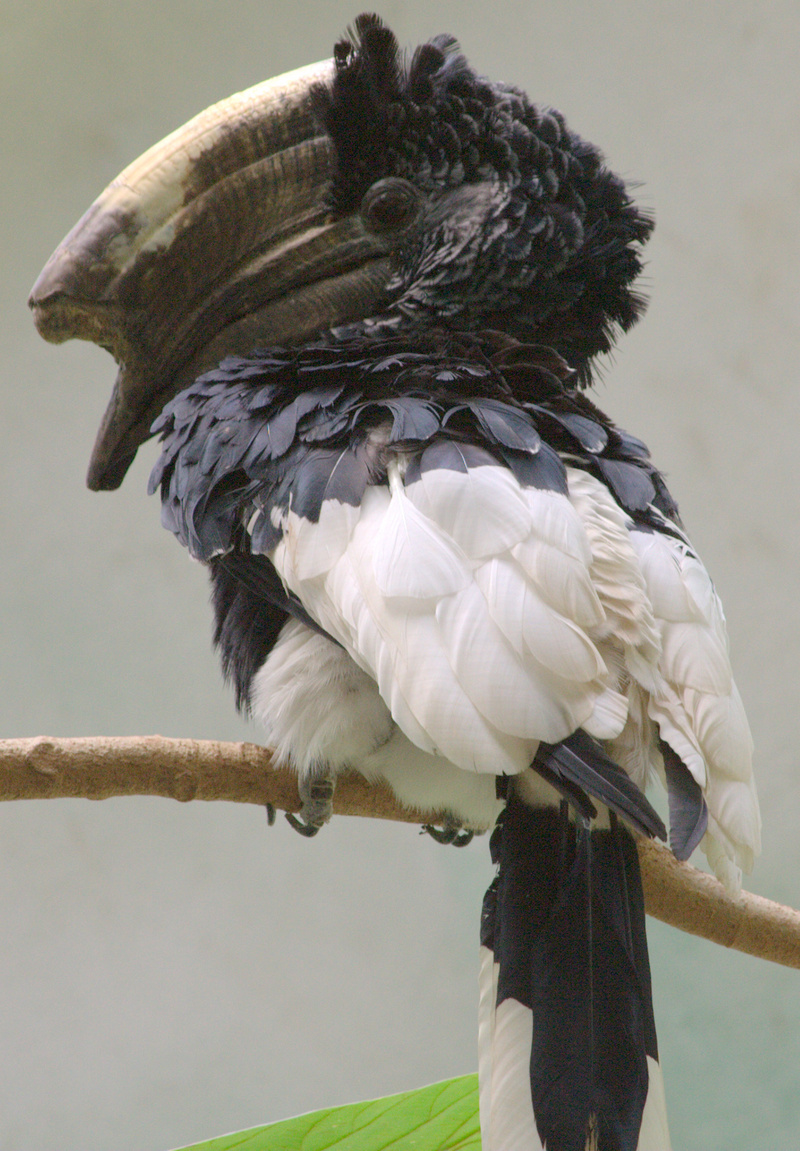 Black-and-white-casqued Hornbill (Bycanistes subcylindricus); DISPLAY FULL IMAGE.