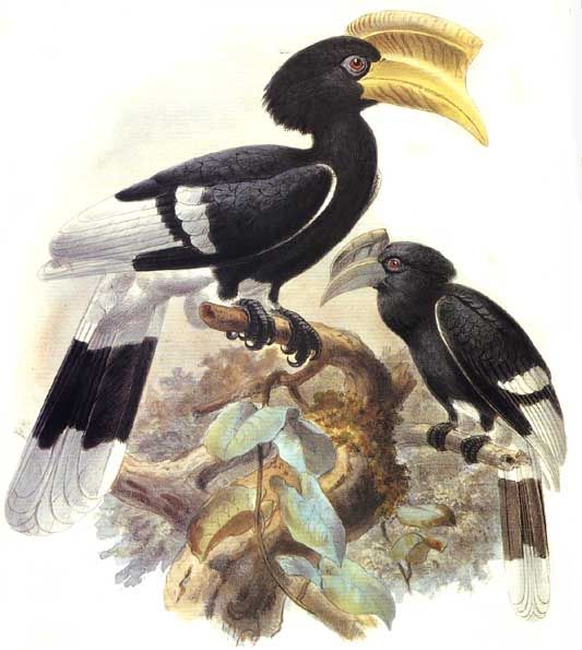 Brown-cheeked Hornbill (Bycanistes cylindricus) - Wiki; Image ONLY