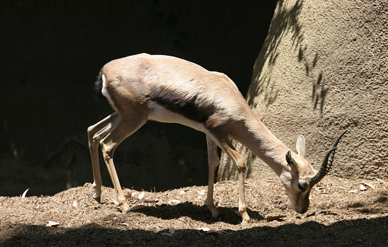 Speke's Gazelle (Gazella spekei) - Wiki; DISPLAY FULL IMAGE.
