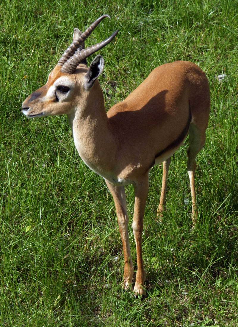 Red-fronted Gazelle (Gazella rufifrons) - Wiki; DISPLAY FULL IMAGE.