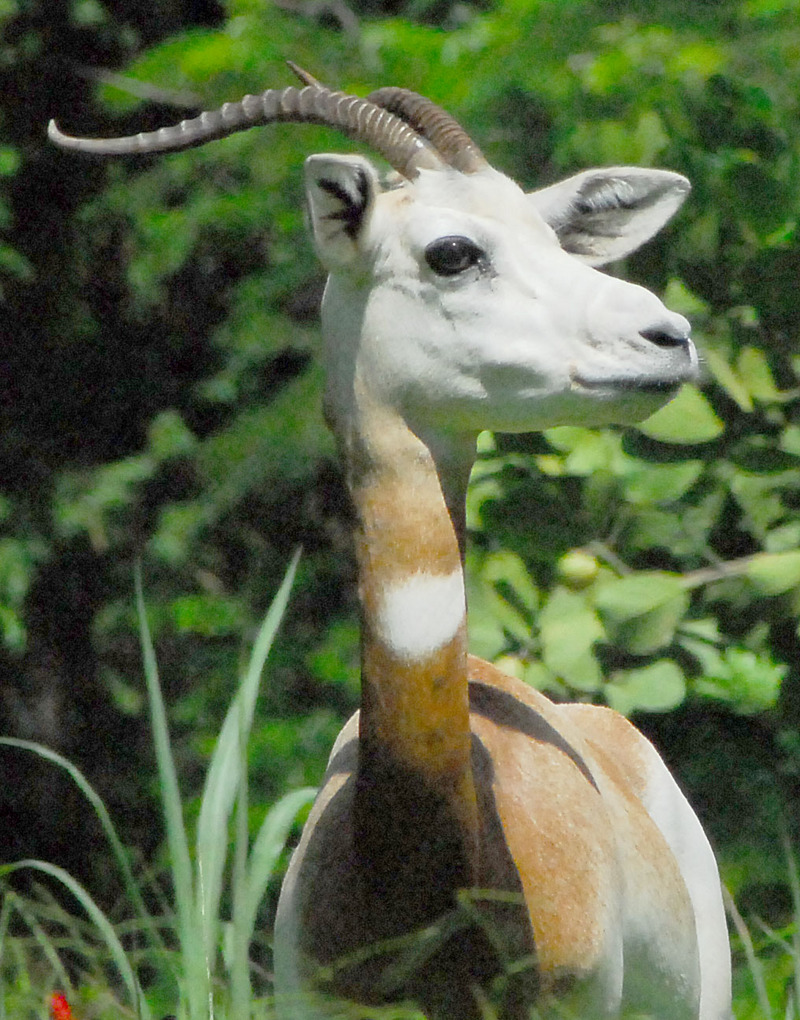 Dama Gazelle (Gazella dama) - Wiki; DISPLAY FULL IMAGE.