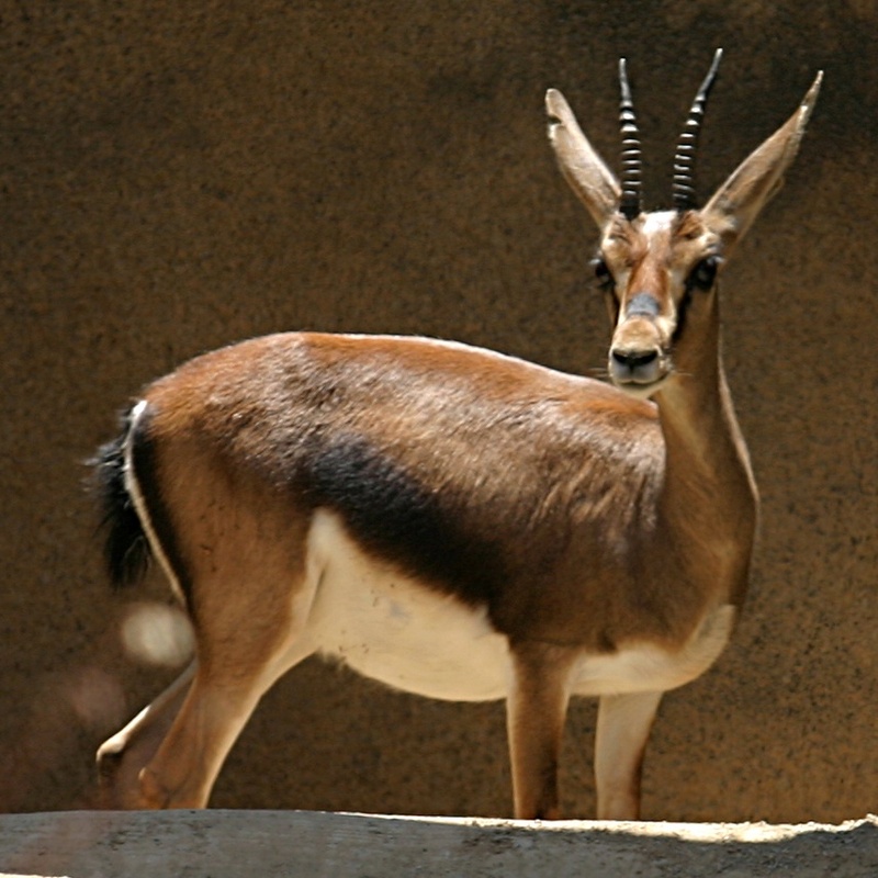 Cuvier's Gazelle (Gazella cuvieri) - Wiki; DISPLAY FULL IMAGE.