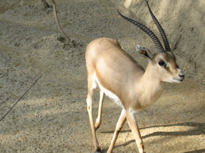 Rhim Gazelle (Gazella leptoceros) - Wiki; DISPLAY FULL IMAGE.