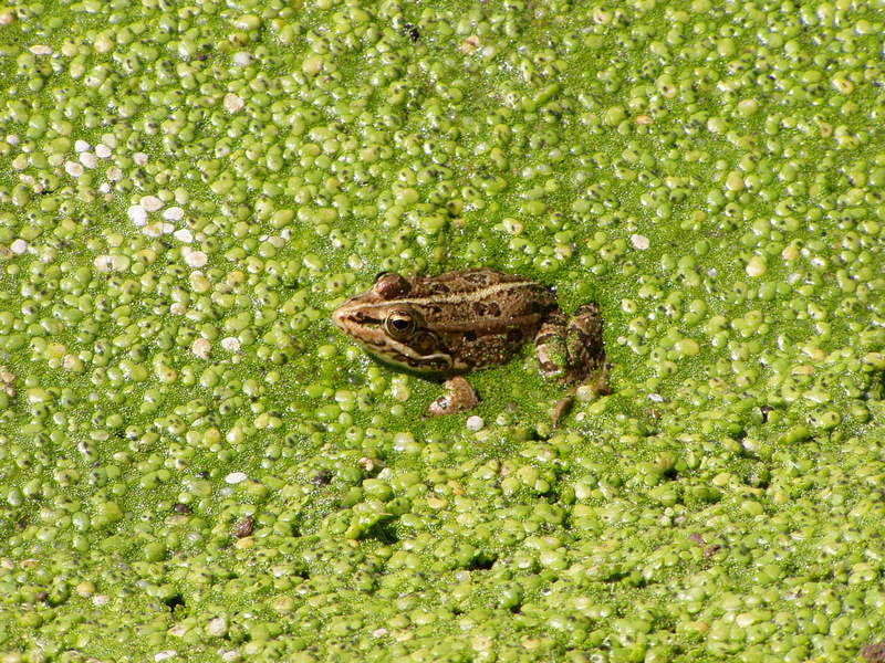 Iberian Water Frog - Rana perezi; DISPLAY FULL IMAGE.