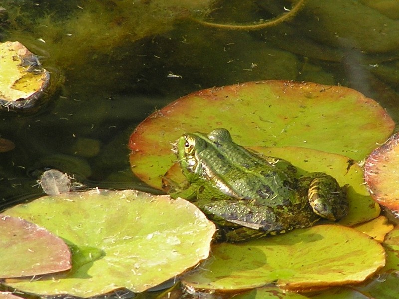 Iberian Water Frog - Rana perezi; DISPLAY FULL IMAGE.