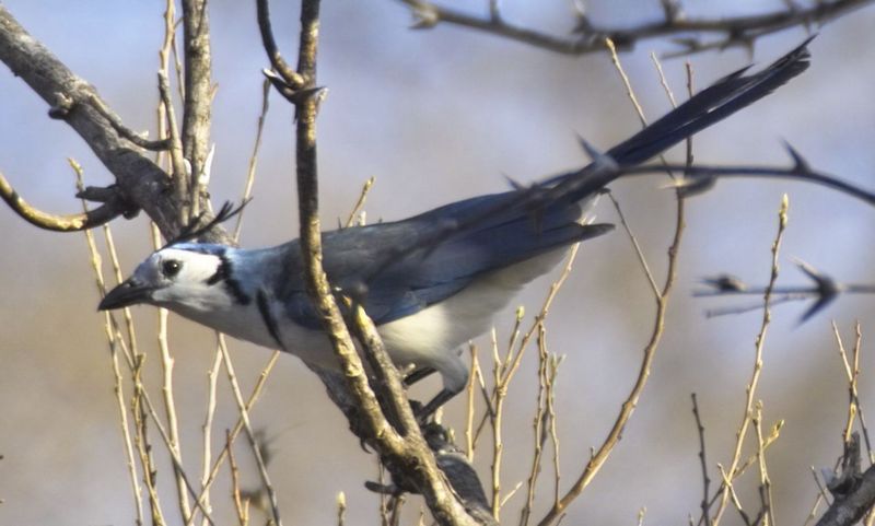 White-throated Magpie-jay (Calocitta formosa) - Wiki; DISPLAY FULL IMAGE.