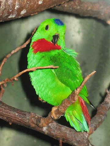 Blue-crowned Hanging Parrot (Loriculus galgulus) - Wiki; Image ONLY