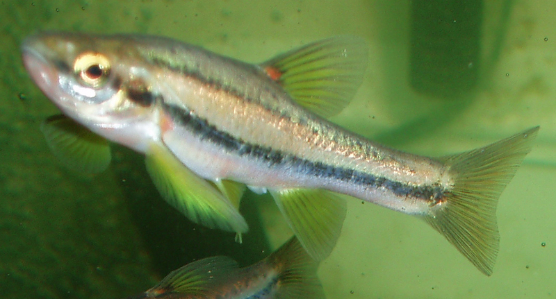 Southern Redbelly Dace (Phoxinus erythrogaster) - Wiki; DISPLAY FULL IMAGE.