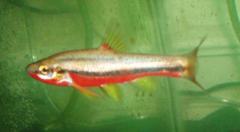 Southern Redbelly Dace (Phoxinus erythrogaster) in breeding season; DISPLAY FULL IMAGE.