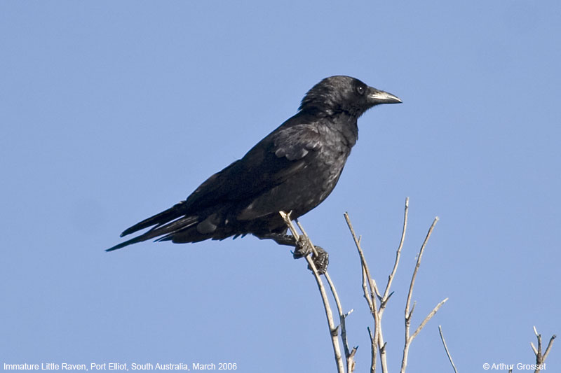Little Raven (Corvus mellori) - Wiki; DISPLAY FULL IMAGE.