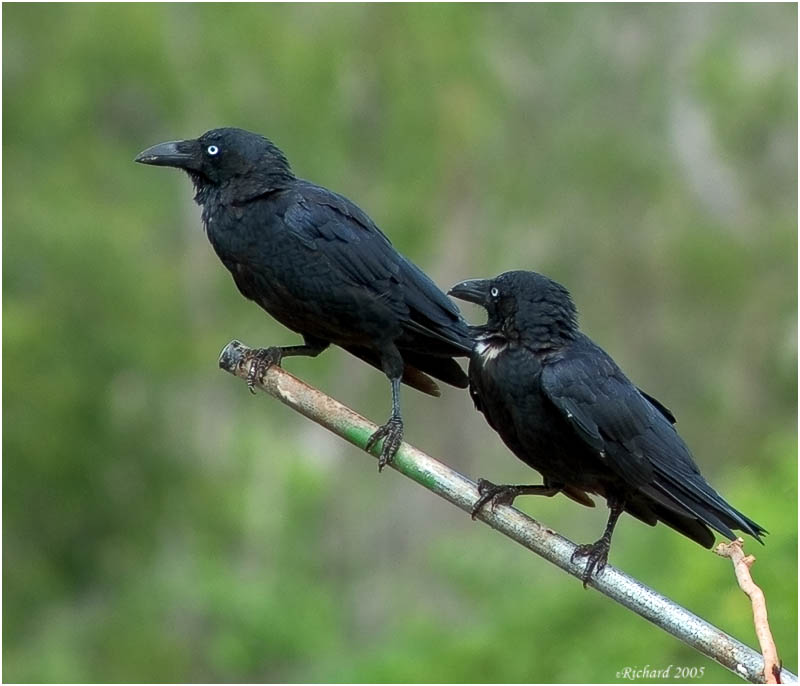 Torresian Crow (Corvus orru) - Wiki; DISPLAY FULL IMAGE.