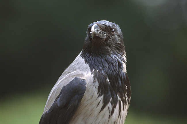 Rook (bird) - Wikipedia