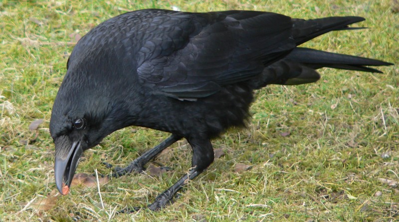 Carrion Crow (Corvus corone) - Wiki; DISPLAY FULL IMAGE.