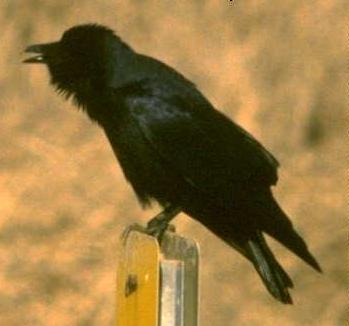 Fish Crow (Corvus ossifragus) - Wiki; Image ONLY
