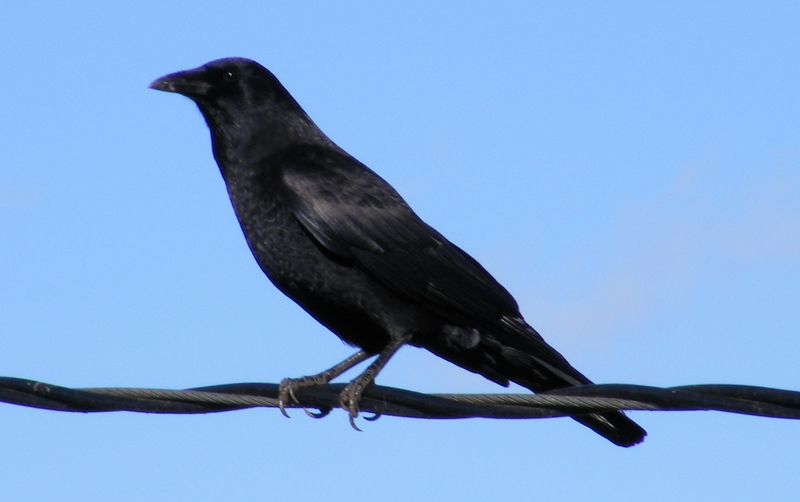 Northwestern Crow (Corvus caurinus) - Wiki; DISPLAY FULL IMAGE.