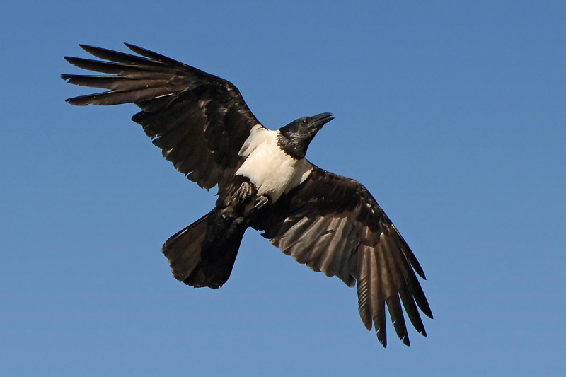 Pied Crow (Corvus albus) - Wiki; DISPLAY FULL IMAGE.