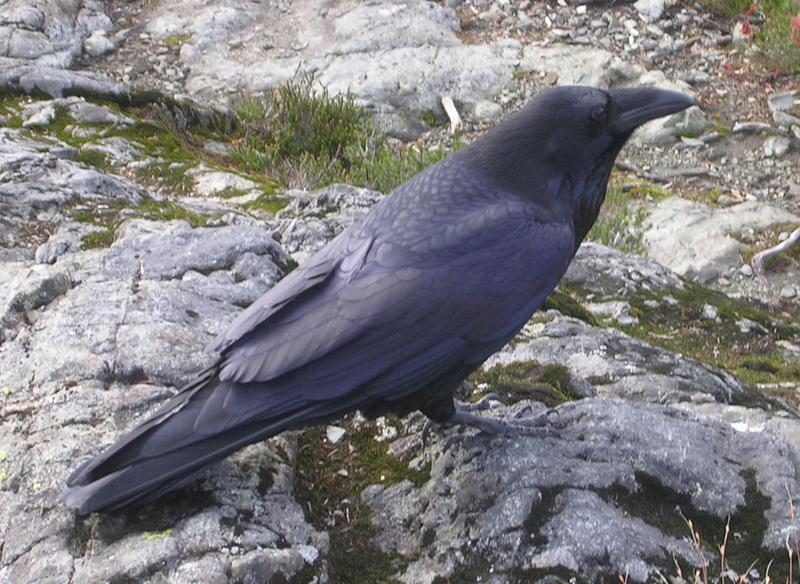 Raven (Family: Corvidae, Genus: Corvus) - Wiki; DISPLAY FULL IMAGE.