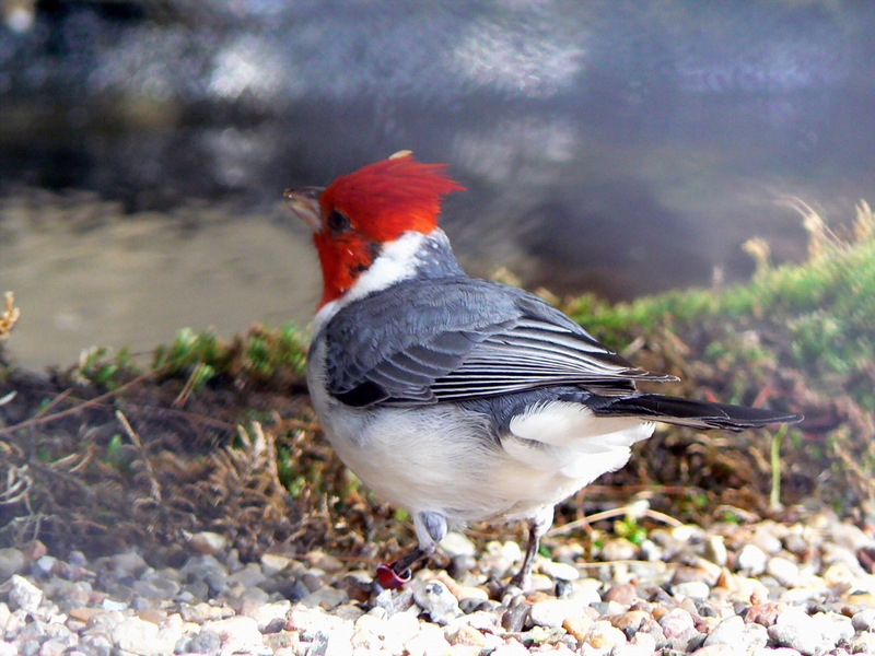 Cardinal-tanagers (Genus: Paroaria) - Wiki; DISPLAY FULL IMAGE.