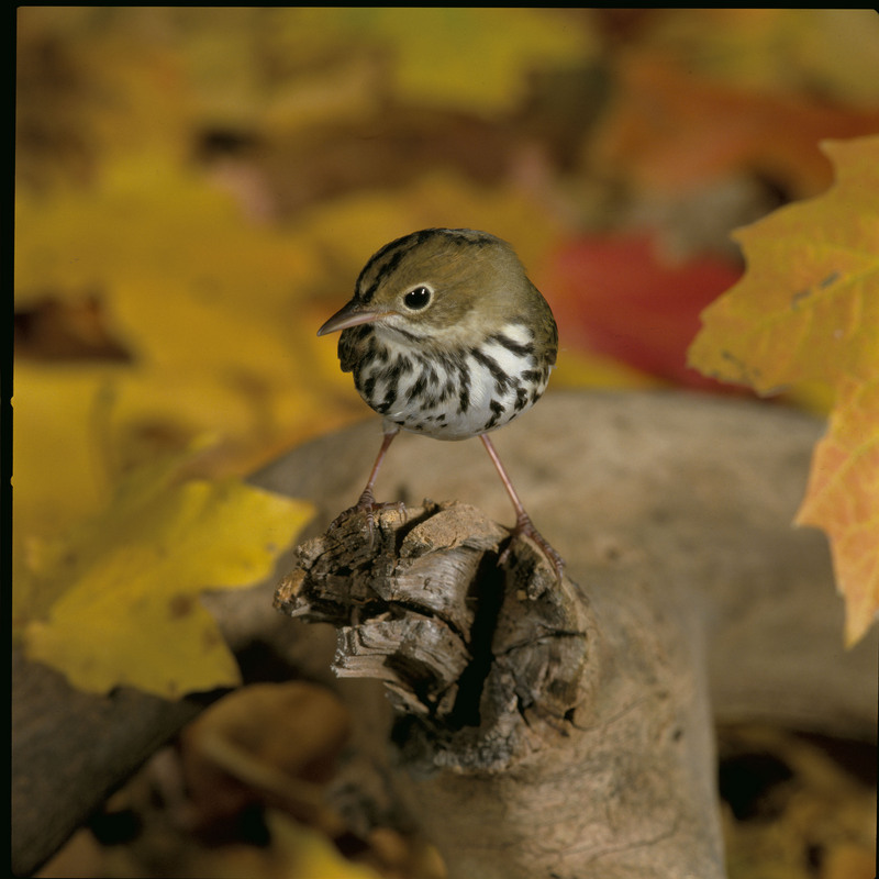 Ovenbird (Seiurus aurocapillus) - Wiki; DISPLAY FULL IMAGE.
