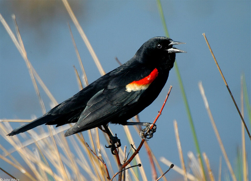 Tricolored Blackbird (Agelaius tricolor) - Wiki; DISPLAY FULL IMAGE.