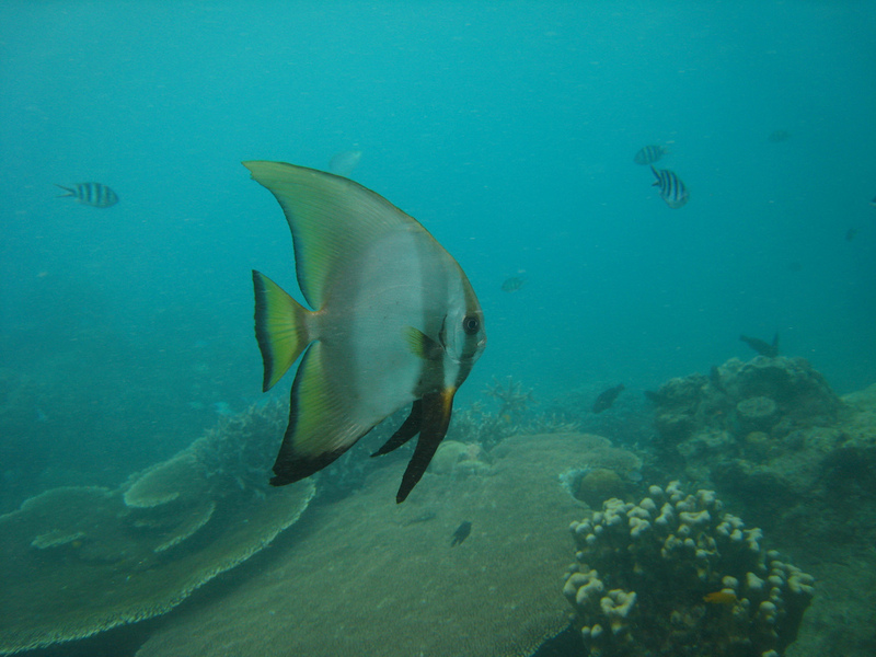 Golden Spadefish (Platax boersii), Juvenile; DISPLAY FULL IMAGE.