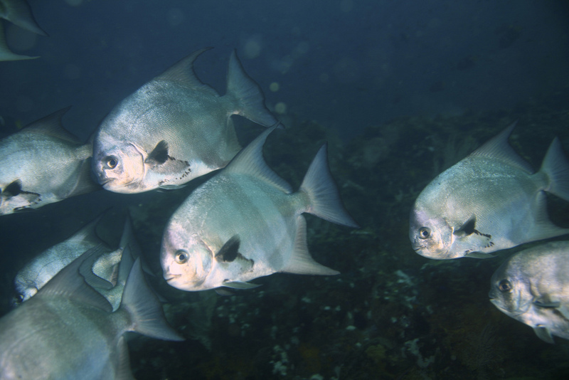 Pacific Spadefish (Chaetodipterus zonatus), school; DISPLAY FULL IMAGE.