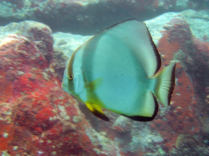 Dusky batfish, Platax pinnatus; DISPLAY FULL IMAGE.