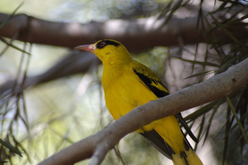 African Golden Oriole (Oriolus auratus) - Wiki; DISPLAY FULL IMAGE.