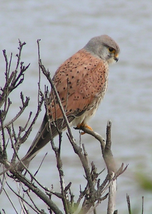 Kestrel (Family: Falconidae, Genus: Falco) - Wiki; Image ONLY