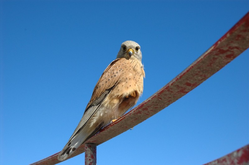 Rock Kestrel (Falco tinnunculus rupicolus); DISPLAY FULL IMAGE.