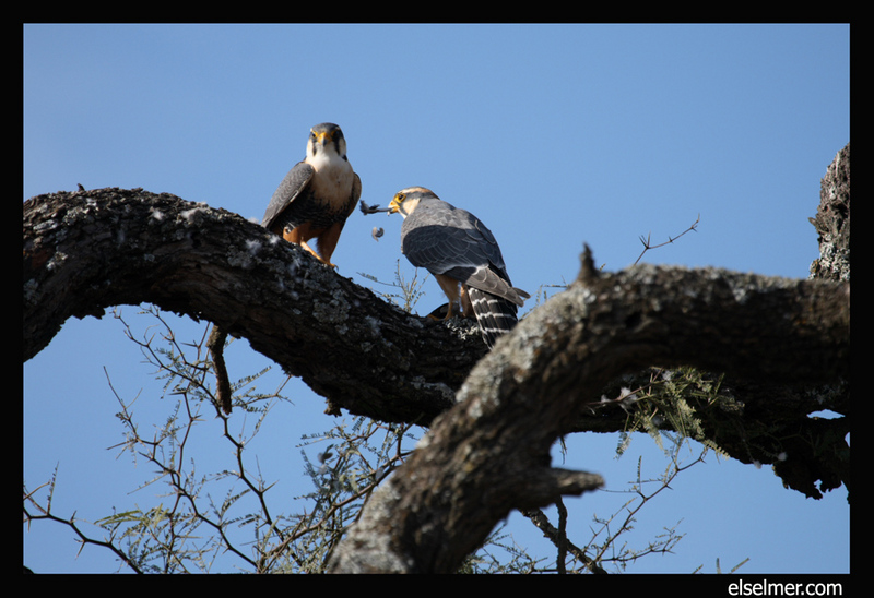 Orange-breasted Falcon (Falco deiroleucus) - Wiki; DISPLAY FULL IMAGE.