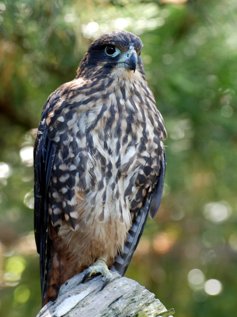 Karearea, New Zealand Falcon (Falco novaeseelandiae) - Wiki; DISPLAY FULL IMAGE.