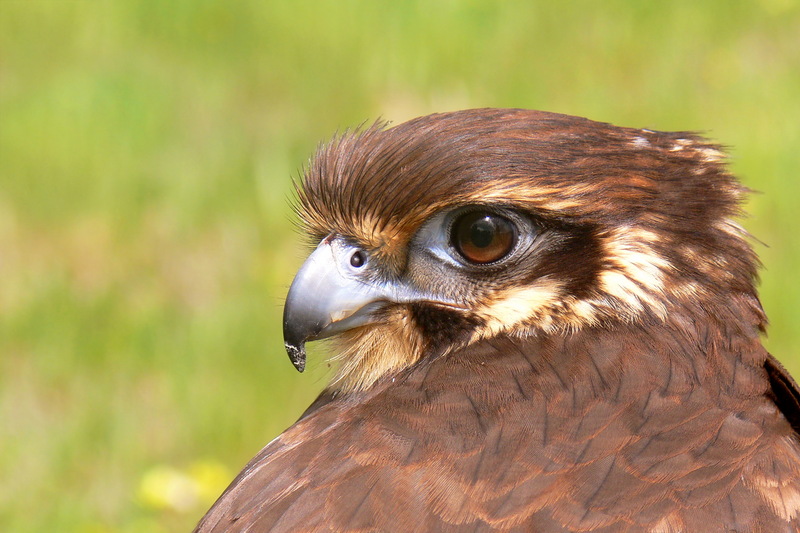 Brown Falcon (Falco berigora) head; DISPLAY FULL IMAGE.