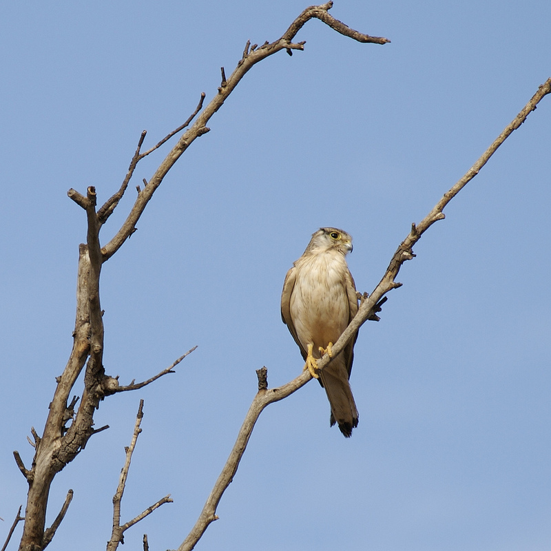 Grey Falcon (Falco hypoleucos) - Wiki; DISPLAY FULL IMAGE.
