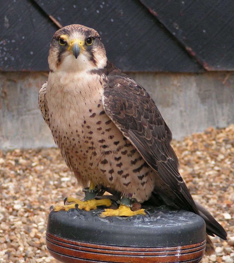Lanner Falcon (Falco biarmicus) - Wiki; DISPLAY FULL IMAGE.
