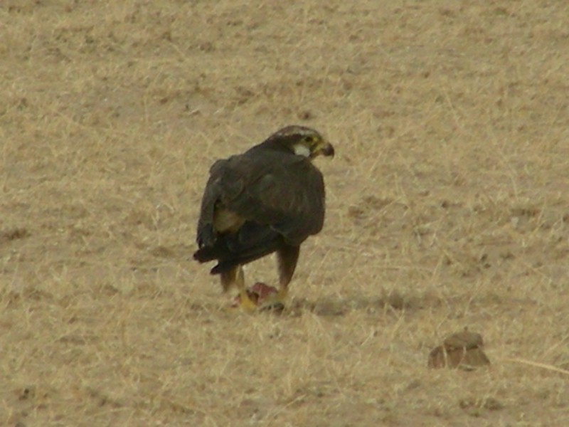 Laggar Falcon (Falco jugger), India; DISPLAY FULL IMAGE.
