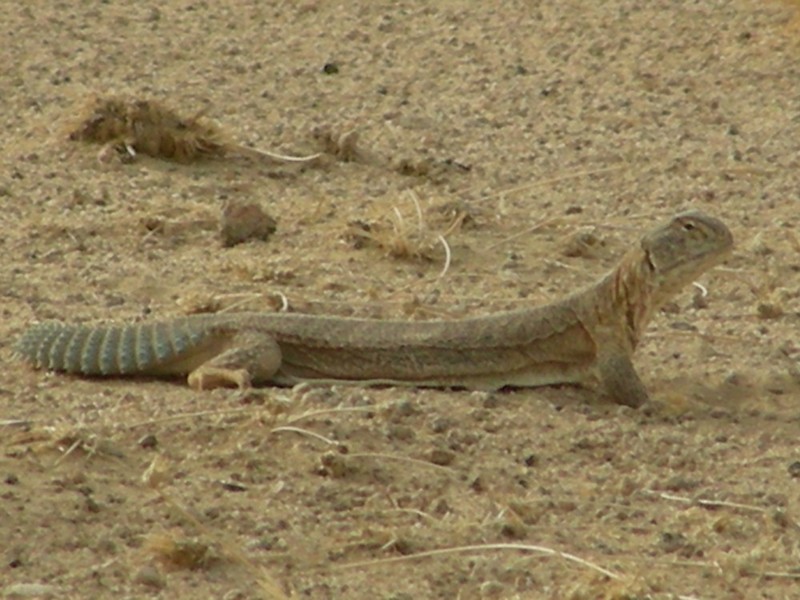 Indian Spiny-tailed Lizard (Saara hardwickii) - Wiki; DISPLAY FULL IMAGE.