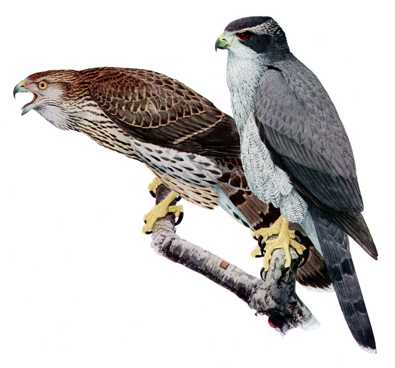 Cooper's hawk - Wikipedia