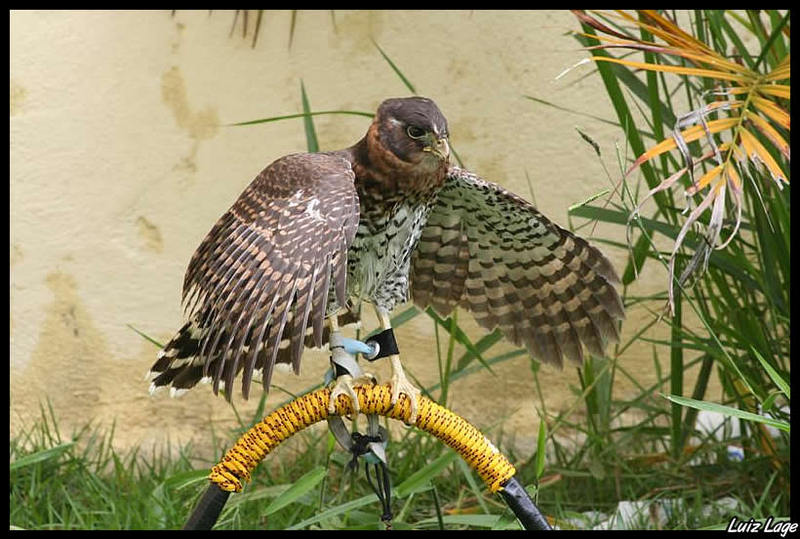Forest Falcon, Harrier-hawk (Family: Falconidae, Genus: Micrastur) - Wiki; DISPLAY FULL IMAGE.