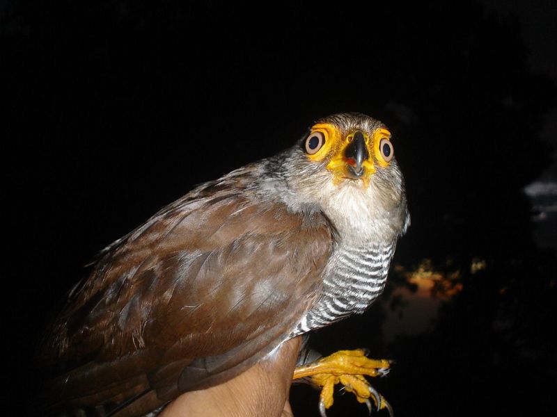 Barred Forest-falcon (Micrastur ruficollis) - Wiki; DISPLAY FULL IMAGE.