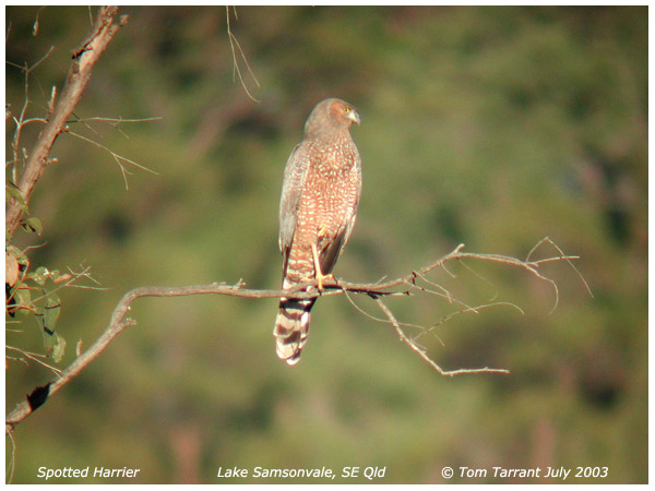 Spotted Harrier (Circus assimilis) - Wiki; Image ONLY