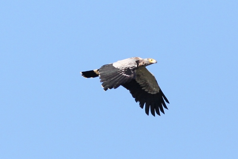 Madagascar Harrier-hawk (Polyboroides radiatus) - Wiki; DISPLAY FULL IMAGE.