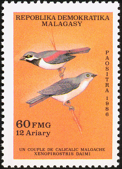 Red-tailed Vanga (Calicalicus madagascariensis) - Wiki; Image ONLY