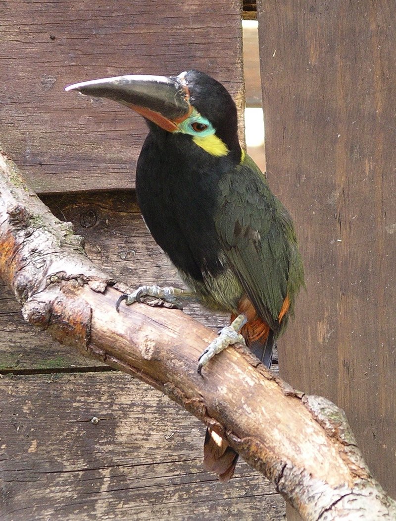 Guianan Toucanet (Selenidera culik) - Wiki; DISPLAY FULL IMAGE.