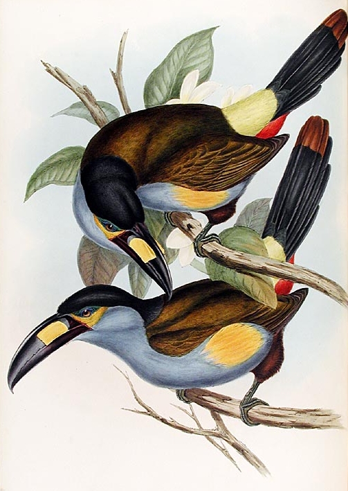 Mountain Toucan (Genus: Andigena) - Wiki; Image ONLY