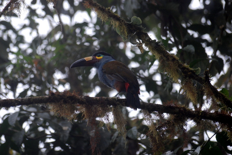 Plate-billed Mountain-toucan (Andigena laminirostris) - Wiki; DISPLAY FULL IMAGE.