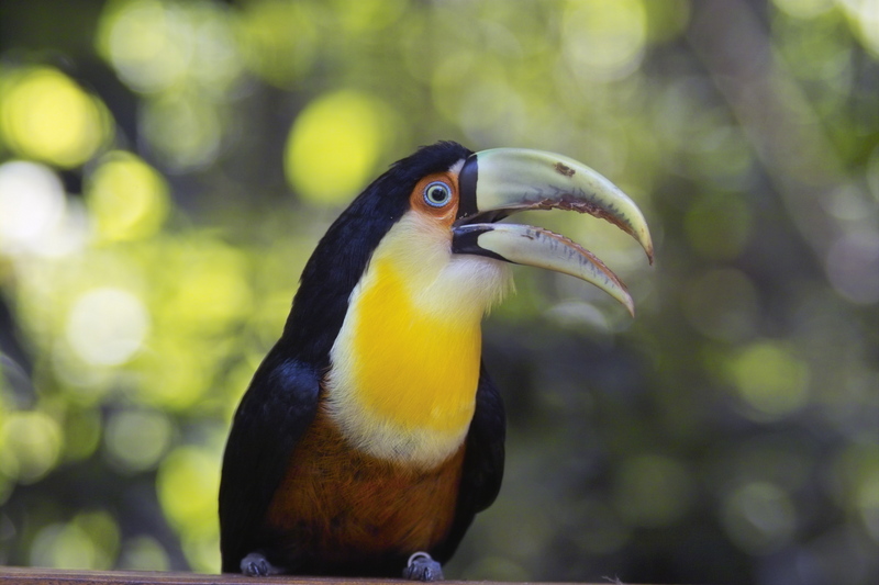 Red-breasted Toucan (Ramphastos dicolorus) - Wiki; DISPLAY FULL IMAGE.