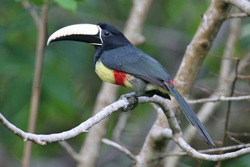 Black-necked Aracari (Pteroglossus aracari) - Wiki; DISPLAY FULL IMAGE.