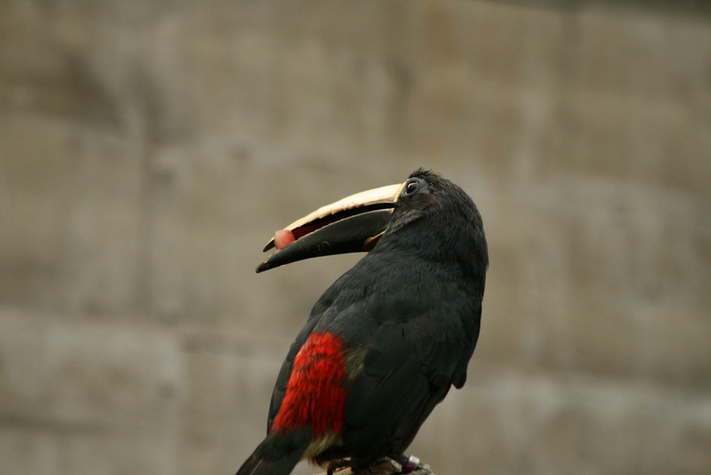 Black-necked Aracari (Pteroglossus aracari); DISPLAY FULL IMAGE.